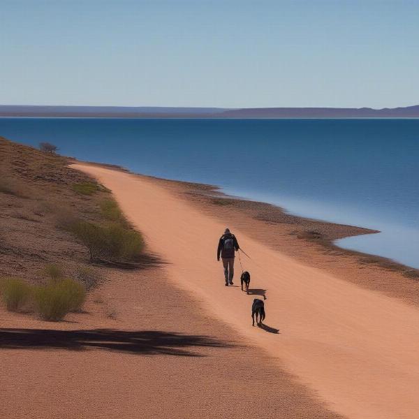 Dog walking on the foreshore in Port Augusta