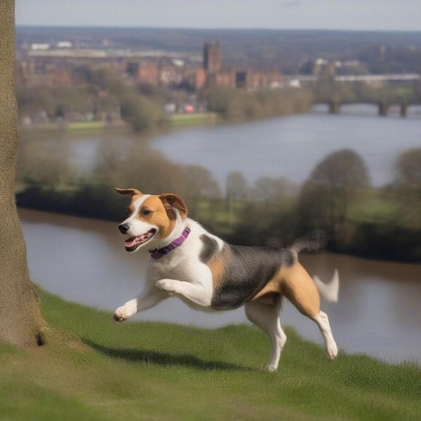 Dog walking in Shrewsbury Quarry Park