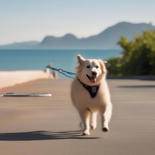 Dog Walking on The Strand, Townsville