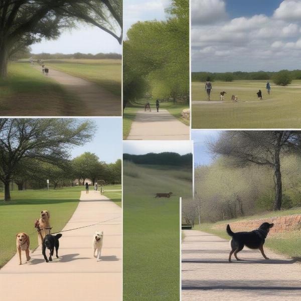 Dogs walking in various terrains across Texas