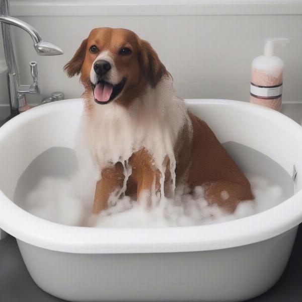 At-Home Dog Bathing in Burbank