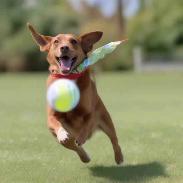 Dog wearing a belly band comfortably