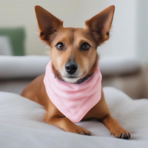 Dog Relaxing at Home with a Cooling Bandana