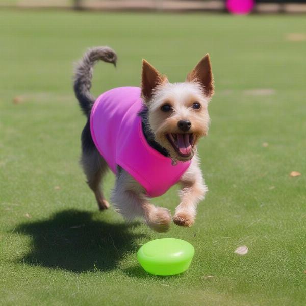 Dog Wearing a Cooling Vest at the Park