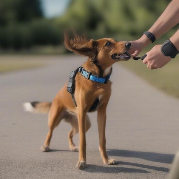 Dog Wearing a Garmin Collar During Training