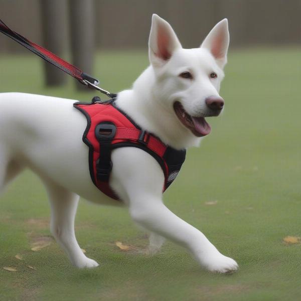 Dog Wearing a Harness