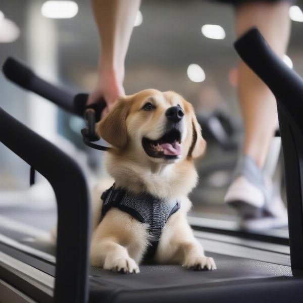 Dog wearing a harness on a treadmill