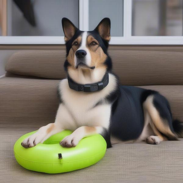 Dog Comfortably Wearing an Inflatable Collar