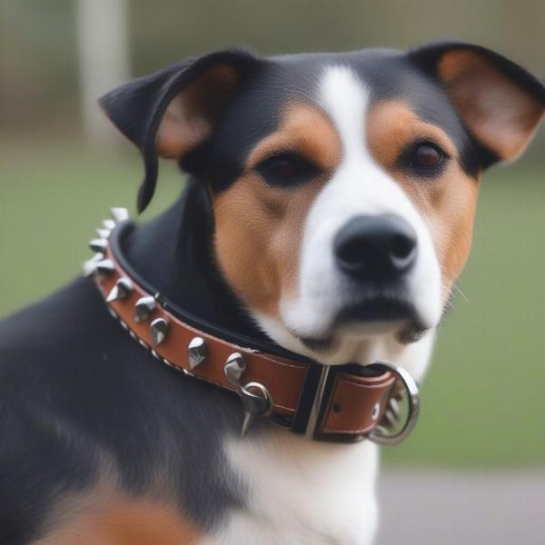 A dog wearing a spiked leather collar safely