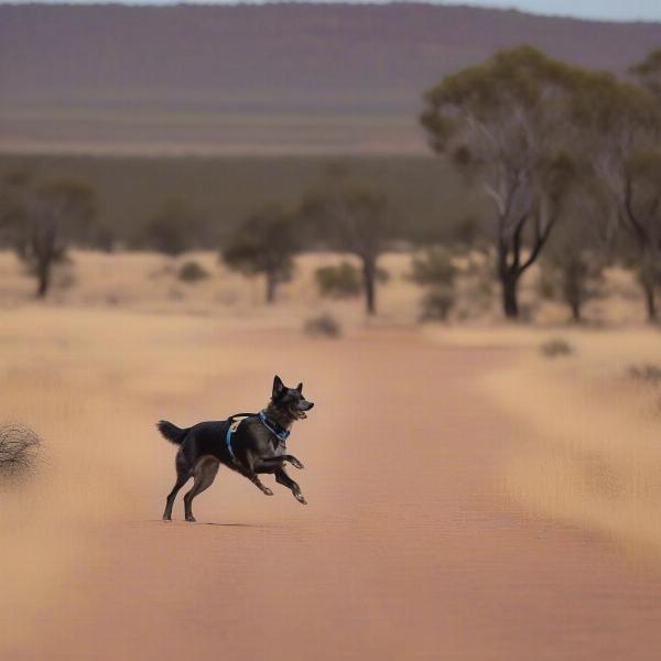 Dog with GPS Collar in the Australian Outback