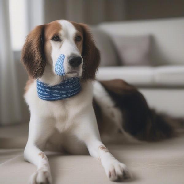 Dog comfortably resting with a tie-over bandage