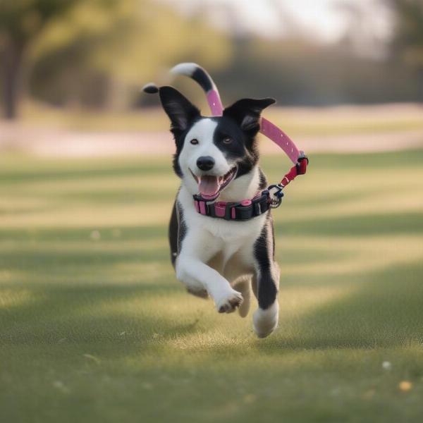 Dog Wearing a Training Collar Outdoors