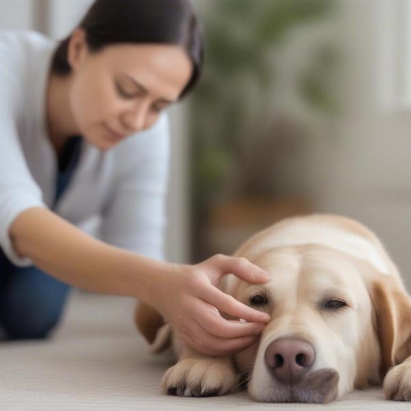 Assessing a Dog's Wound