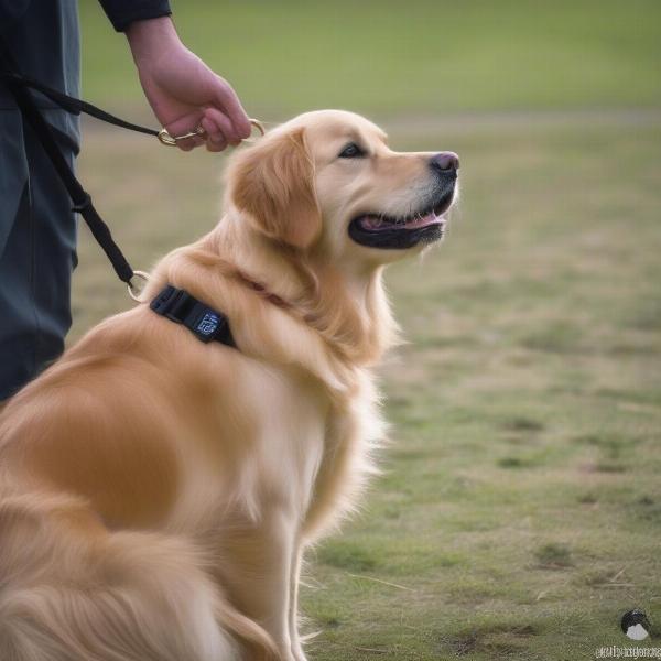 DT Systems Training Collar in Use