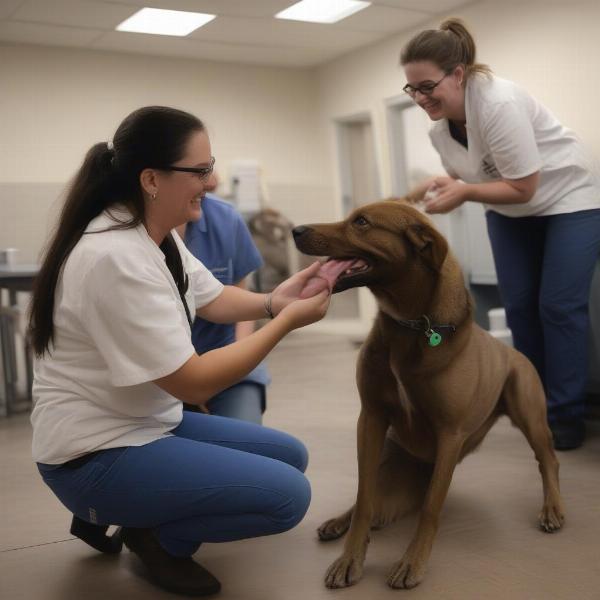 Durango Dog Boarding Staff Interacting with Dogs