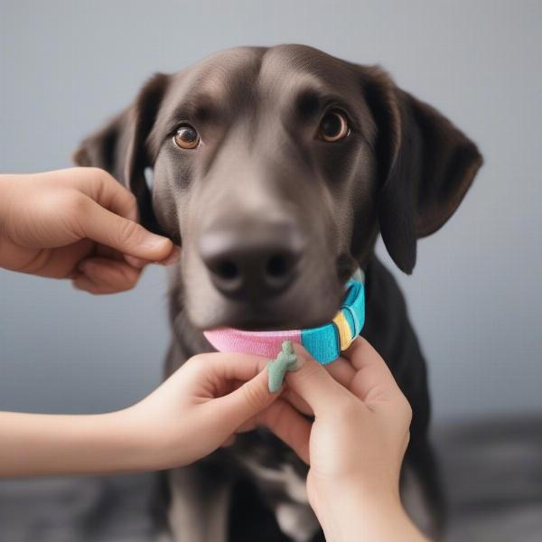 Easter Dog Collar Fitting