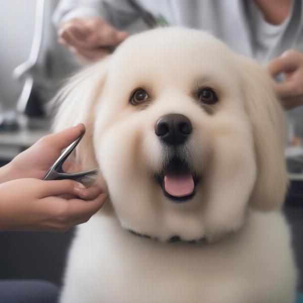 Evesham Dog Grooming Benefits