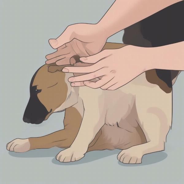 Examining a Dog's Paws