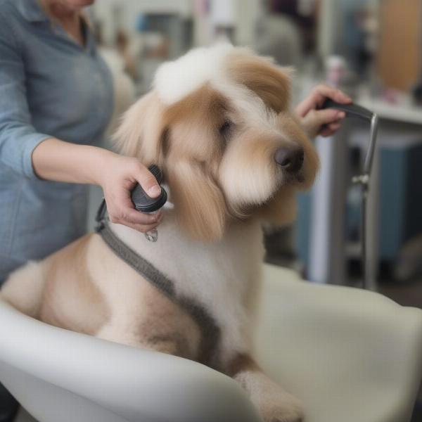 Exeter Dog Groomer Happy Dog