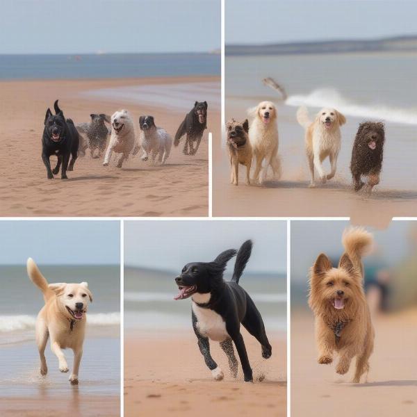 Dogs enjoying the beach in Exmouth, playing fetch and running along the shoreline.