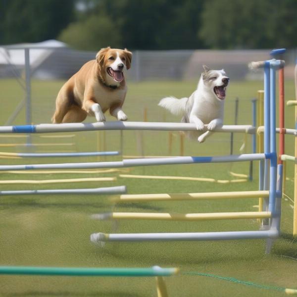 Dogs enjoying agility training at Exmouth dog field