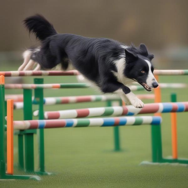 Extreme Dog Fuel for Active Dog