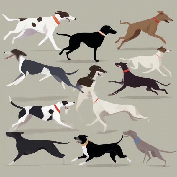 Fast Running Dog Breeds