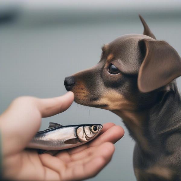 Feeding Sardines to a Dog