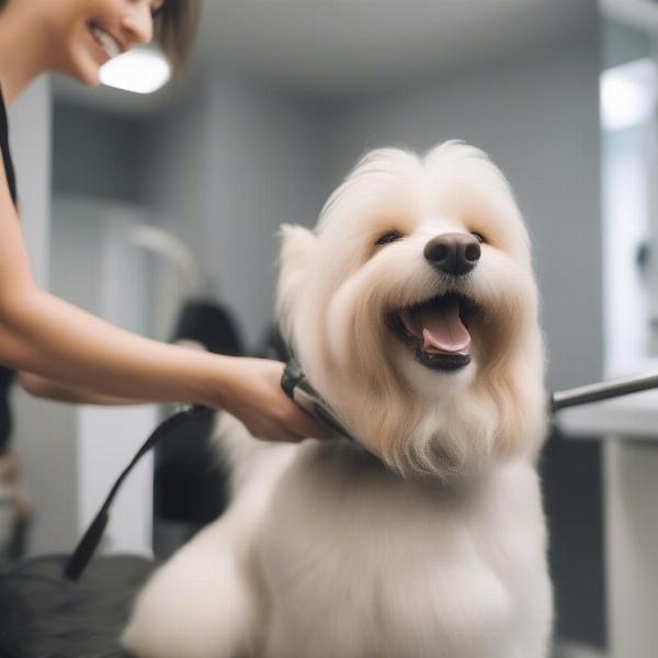 Finding the Right Groomer in Hamburg, NY