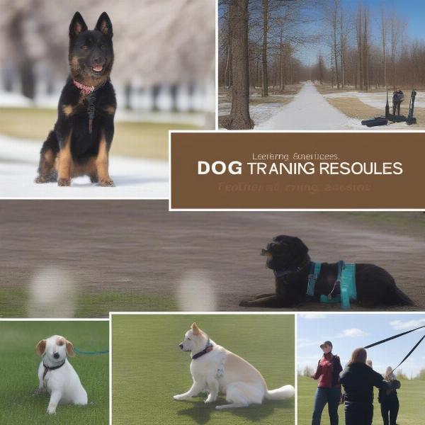 Finding Dog Training Resources in St Albert