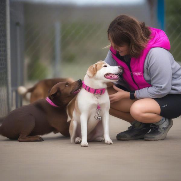 Finding Sadie at a Dog Rescue