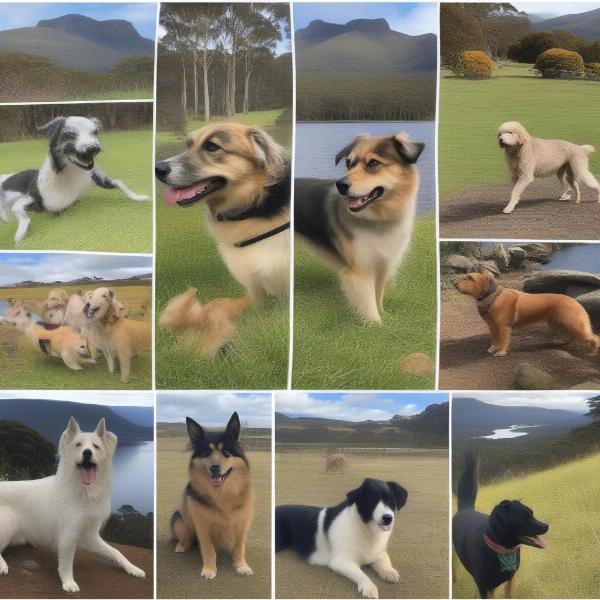 Finding the Perfect Dog in Tasmania