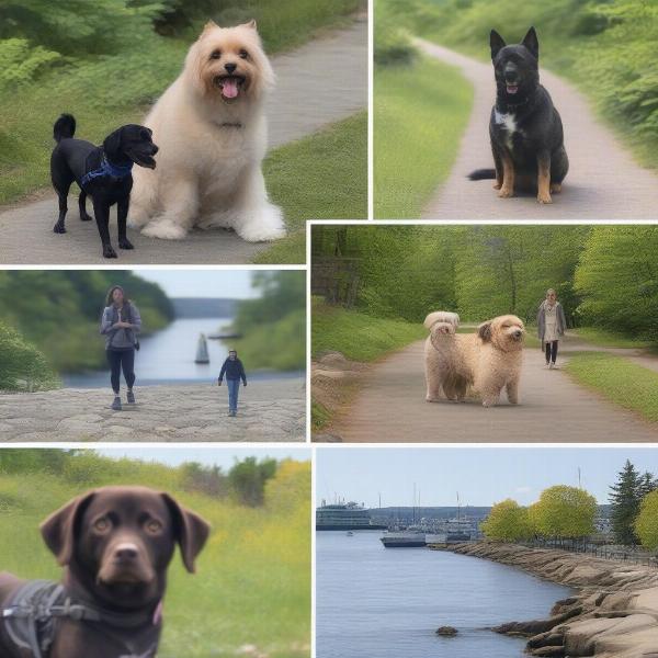 Finding the Right Dog in Halifax