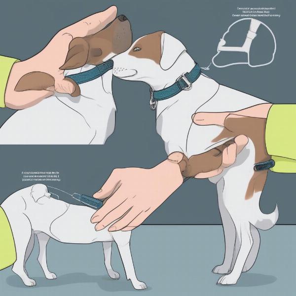 Properly fitting a break away dog collar on a dog