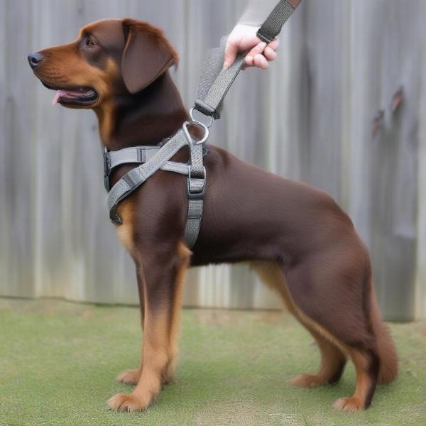 Fitting a Metal Dog Harness Correctly