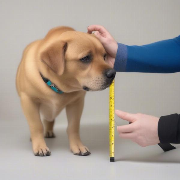 Measuring a dog's leg for a knee brace