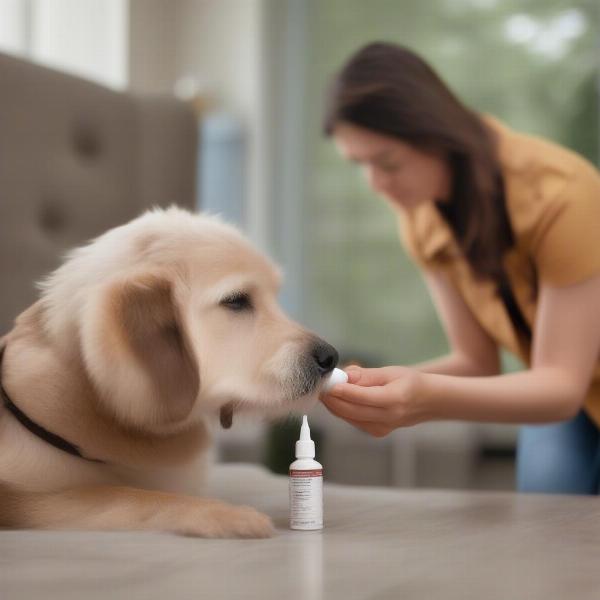 Applying flea and tick drops to a dog