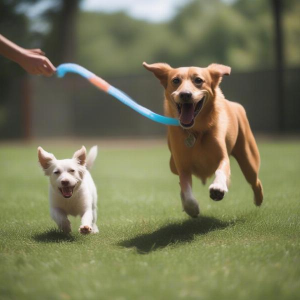 A Forsyth County shelter dog enjoying playtime