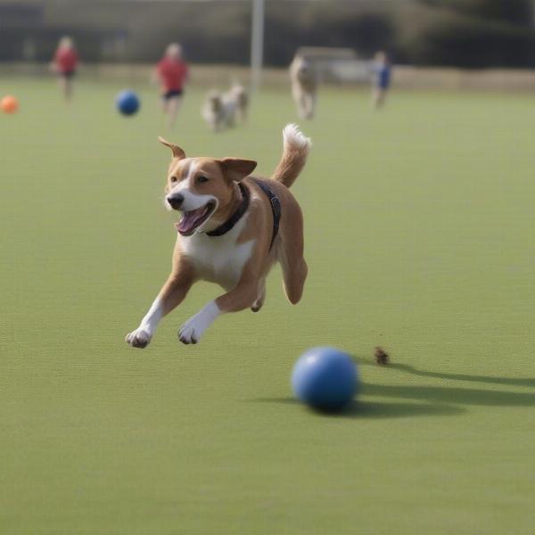 Dog Playing Fetch at Fylde Dog Field