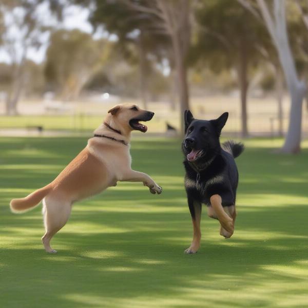 Dogs playing at a Geraldton dog park