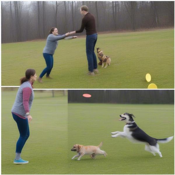 Introducing your dog to the flying disc