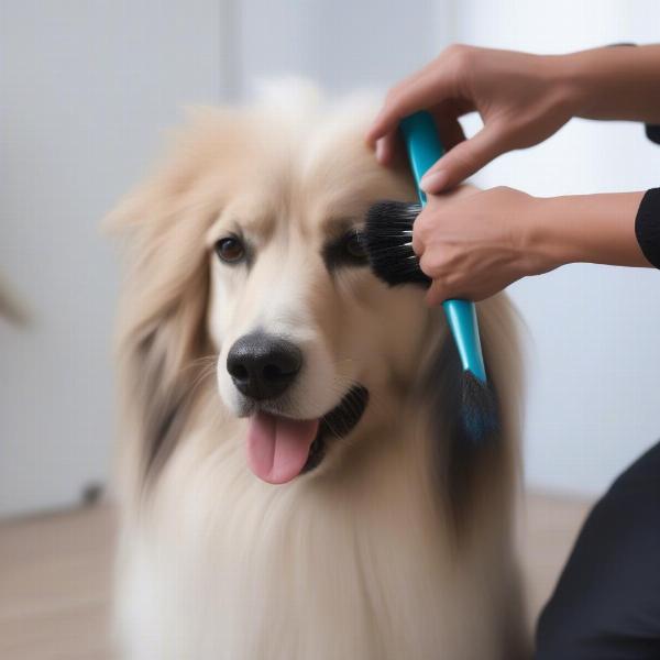 Glove brush used on long-haired dog