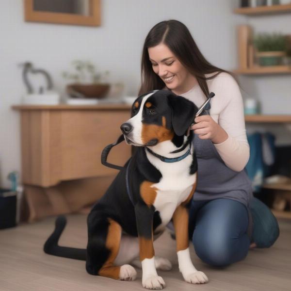 Greater Swiss Mountain Dog Mix Being Groomed