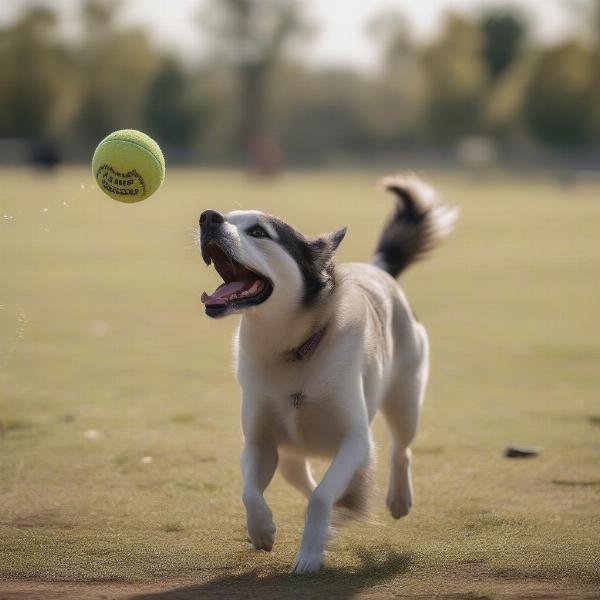 Dog Playing Fetch at Gretna Dog Park