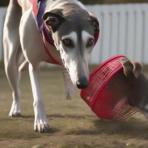 Greyhound being introduced to a muzzle