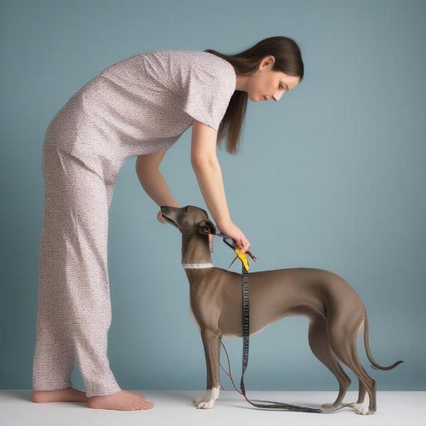 Measuring a greyhound for pajamas