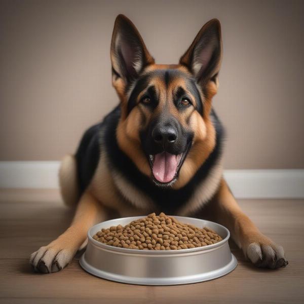 German Shepherd Dog eating kibble