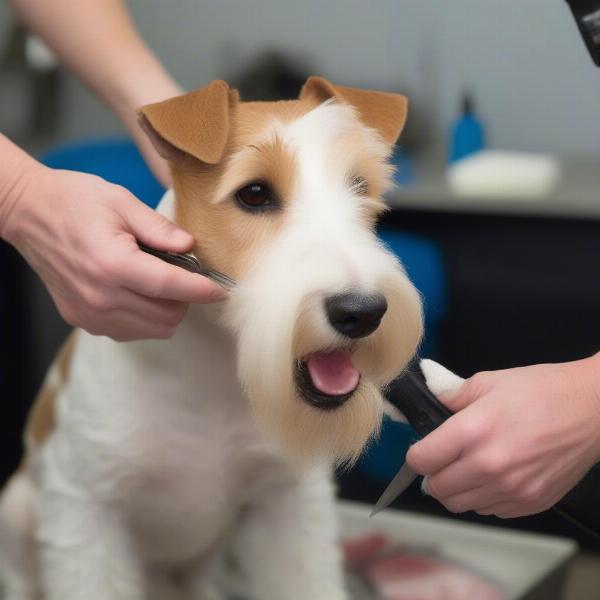 Hand stripping a Wire Fox Terrier