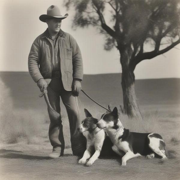 Hangin Tree Cattle Dog History