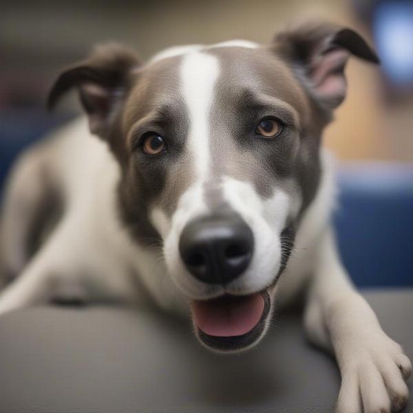 Happy Dog at Addison TX Boarding Facility